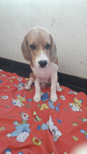 Imagem 2 de 4 de Cachorro Beagle