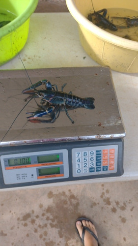 Imagen 8 de 10 de Langosta Australiana Redclaw Crayfish Congelada Mediana 5 Kg