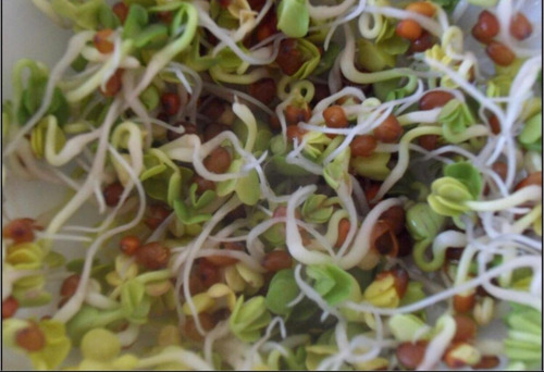 Semilla De Alfalfa Para Germinar Y Sembrar Germinado 100 Gr