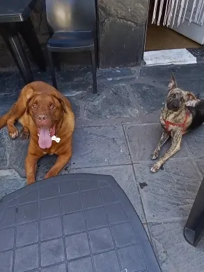 Guardería Canina. Mataderos. Caba.