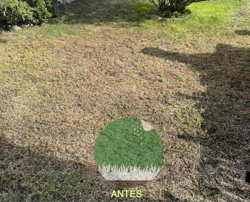 Imagen 6 de 10 de Semillas Césped Perenne - Verde Todo El Año - Envío Gratis