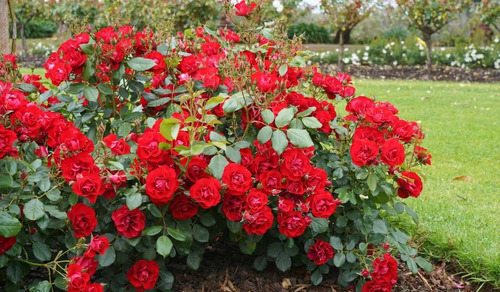 Rosal Trepador Floribunda Rojo, Amor + 10 Semillas