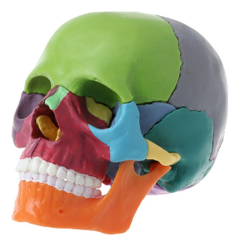 Modelo Anatómico Cráneo Didáctico Desarmable Colores 15pzas