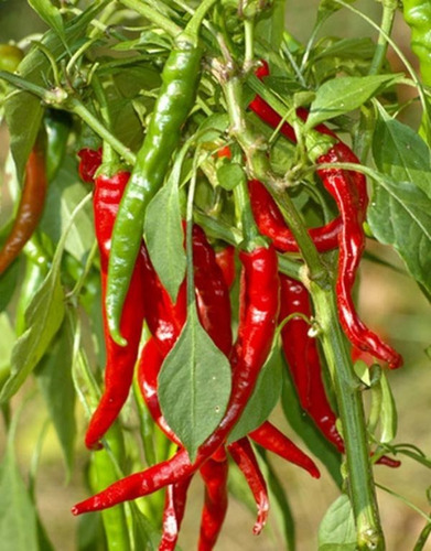 Semillas De Aji Cayena - Capsicum Frutescens