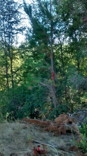 Terreno En Venta - Predio Las Pitras, Nacimiento, Bio Bio
