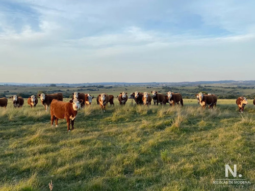 Campo En José Ignacio