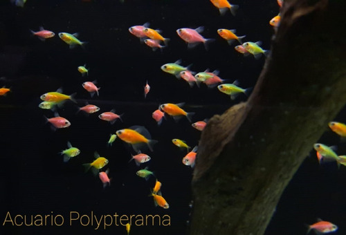 3 Peces Monjitas Fluor Acuario Tropical Dulce Comunitario