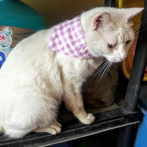 Imagen 12 de 12 de Collar Mascota Perro Gato Conejo Uron Paliacate Cascabel