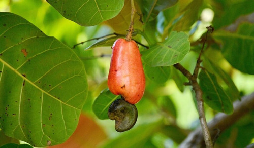 Árbol De Nuez De La India + Regalo 