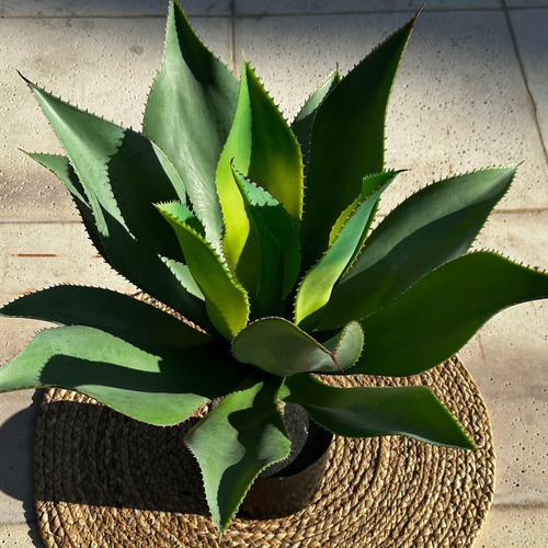 Planta Artificial Aloe Vera Deco Interior Exterior 60 Cm