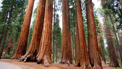 Secuoya, Sequoia Roja (sequoia Sempervirens)