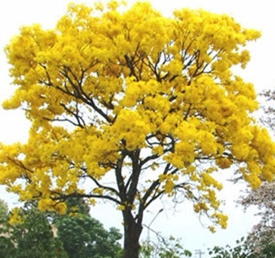 1500 Sementes Ipê Amarelo Bola Flores P Mudas Árvores Planta | Parcelamento  sem juros