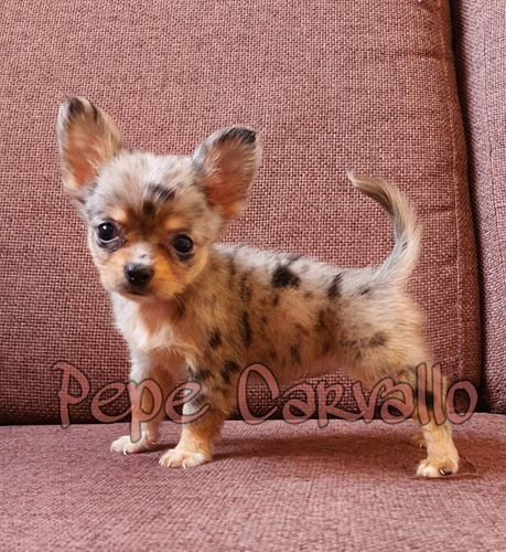 Chihuahua Exótico Merle Chihuahueño (Usado)