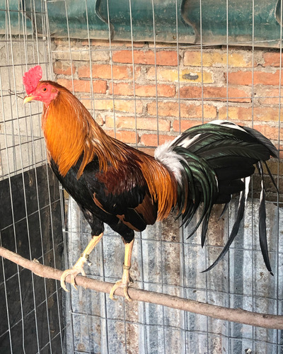Huevo Fértil Gallo Fino