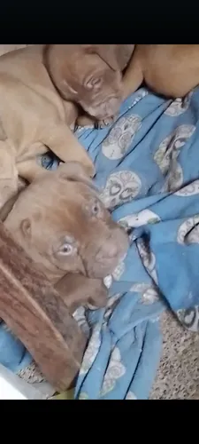 Pitbull