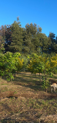 Parcela En Venta, Pelarco, Sector Lo Patricio