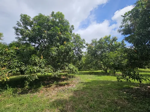 Oportunidad De Inversión Se Vende Finca En El Espinal,tolima