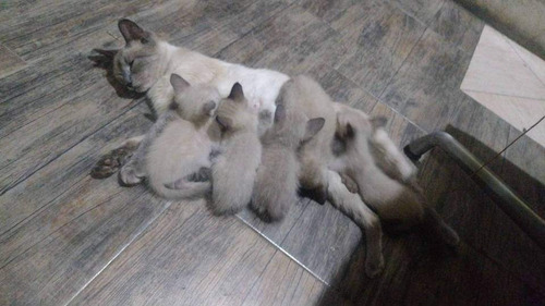 Gatito Siamés Adorable