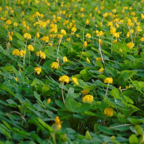 1 Muda De Grama Amendoim Ideal Para Paisagismo Jardins
