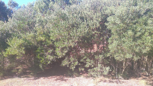 Imagen 1 de 11 de Terreno - Costa Esmeralda