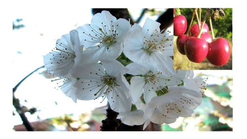 Imagen 2 de 6 de Arbolito De Cerezo Pastelero Cereza Dulce Cerezo Cherry