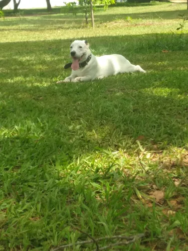Doação De Cachorro