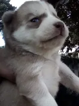 Comprar Husky Siberiano