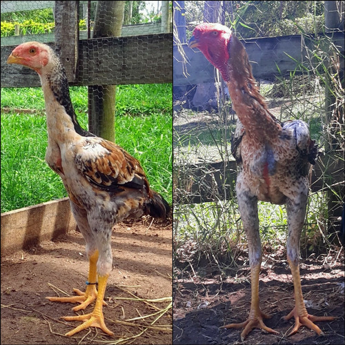 Índio Gigante 20 Ovos Galados