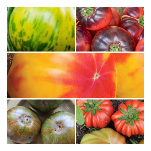 Mix Tomates Variados Huerta Familiar 10 Variedades
