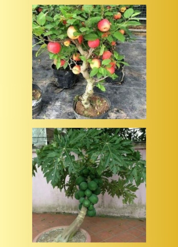 Imagem 2 de 4 de Video Aulas De Cultivo De Arvores Frutíferas Em Vasos