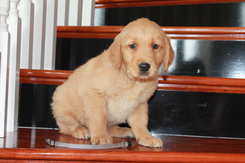 Cachorras Y Cachorros De Criadero Pinamar Golden Retriever