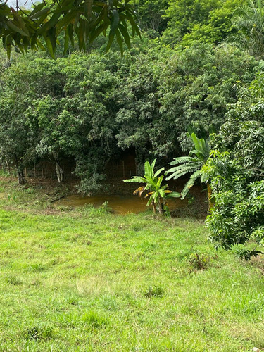 Terreno Com Pomar E Nascente