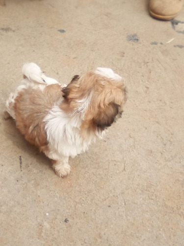 Shih Tzu Precio De Locura Cachorro Garantizado.