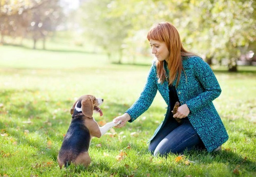 Paseadora De Perros Por Palermo Y Almagro-paseos Exclusivos
