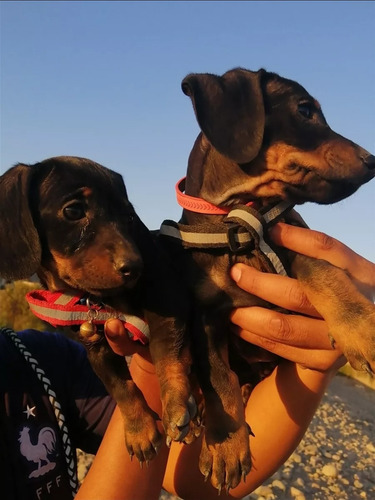 Cachorros Salchicha Teckel