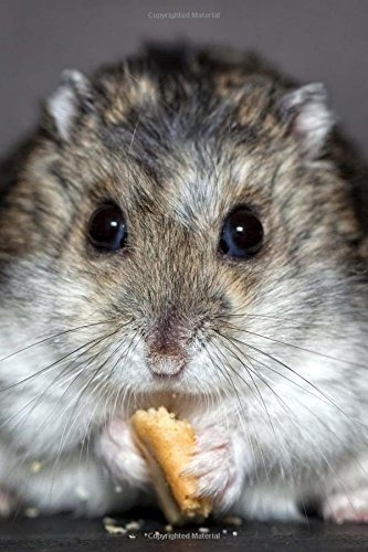 Darling Dwarf Hamster Nibbling A Cracker Portrait Pet Journa