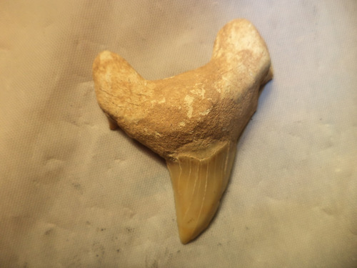 Auténtico Y Antiquísimo Diente De Tiburón Petrificado (Usado)
