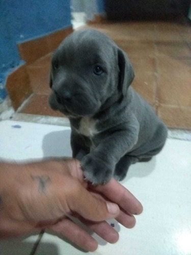 Imagem 1 de 4 de Seu Cão De Guarda Tbm Seu Melhor Amigo