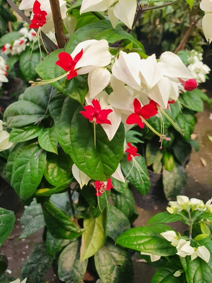 Plantas Lagrimas De Cristo | MercadoLibre 📦