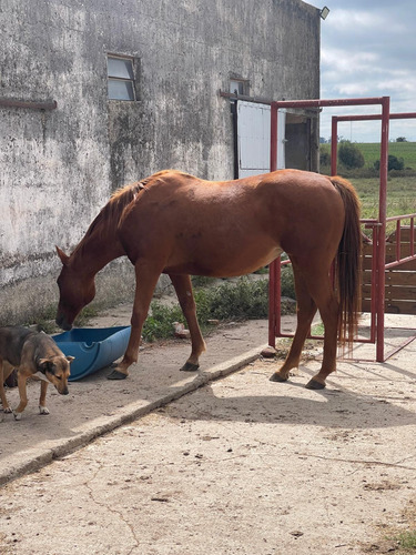 Yegua Madre Pura Sangre De Carreras, 16 Años