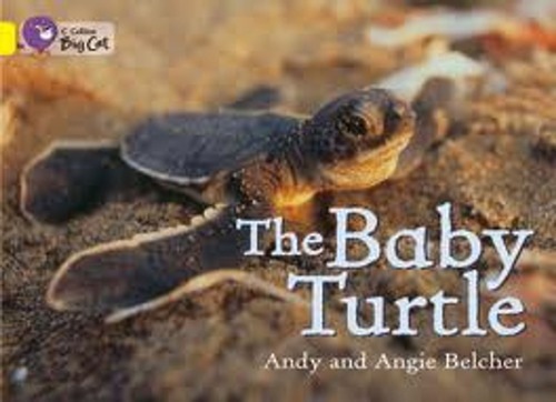 The Baby Turtle - Band 3 - Big Cat