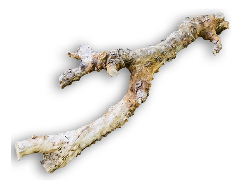 Tronco Raiz Natural Para Plantar Mudas De Orquídeas