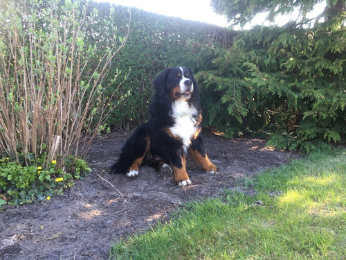 Boyero De Berna Cachorras Pureza Garan. Genetica 100% Pura