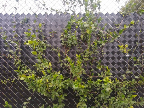 Imagen 7 de 9 de 20mt2cinta Cubrecerco Perimetral Tejidos/lambrados