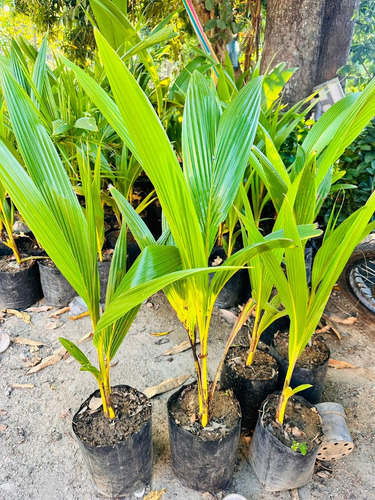Cocos Malayo Dorado