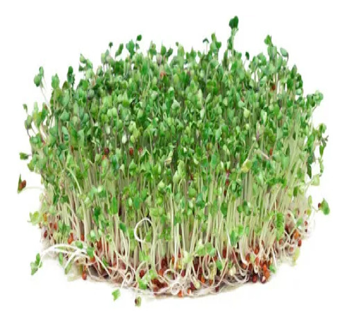 Semilla De Brócoli Sin Tratamiento De 80 Gramos