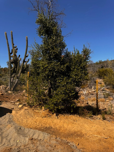 Parcelas Desde 6.000 M2 En El Valle De Caleu Luz Y Agua Real