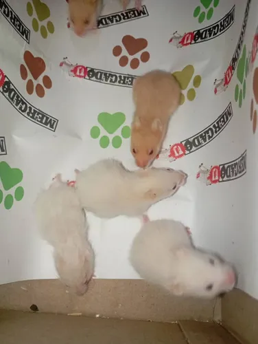 Hamters Sirios