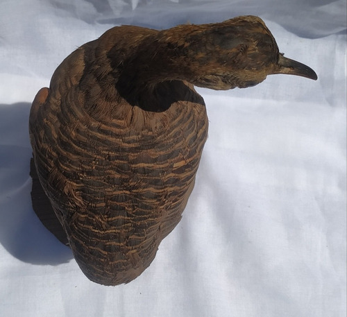 Taxidermia Martineta Colorada Pieza Única