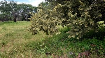 Imagen 9 de 11 de Terreno Campestre En Centro Jiutepec, Jiutepec, Morelos